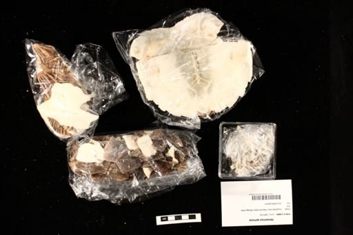 Heosemys spinosa