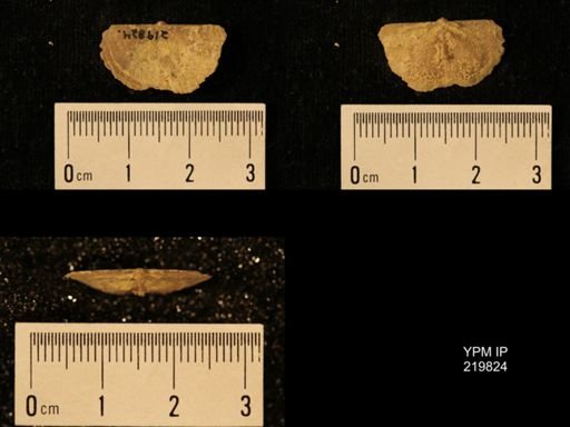 Chonetes granulifer