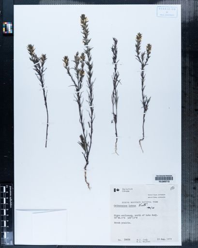 Orthocarpus luteus