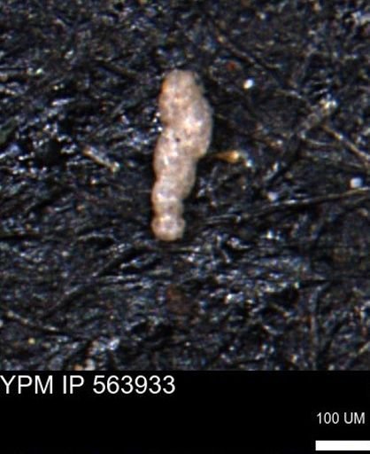 Bimonilina variana
