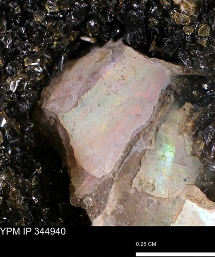 undet. Ammonoidea
