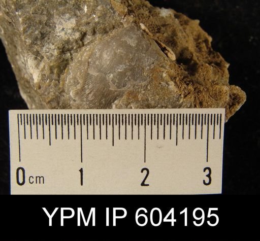 Rhipidomella assimilis