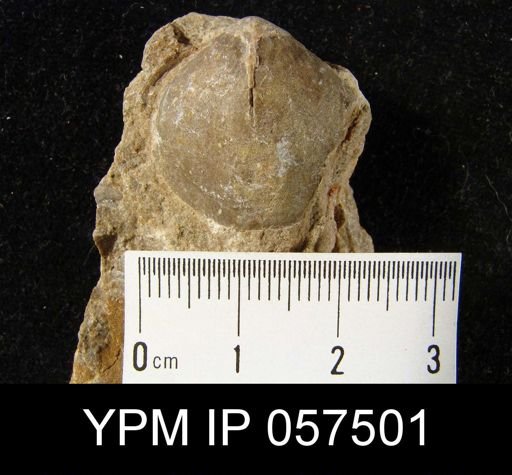 Meristella laevis