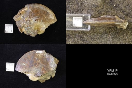 Sphenodiscus lenticularis