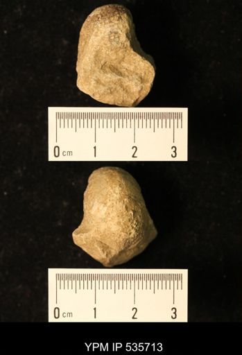 Bellerophon missouriensis