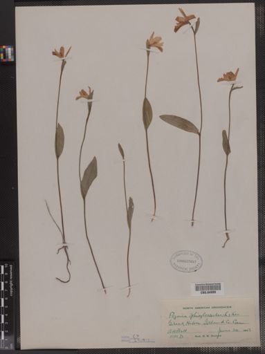 Pogonia ophioglossoides