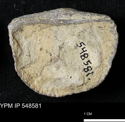 Stropheodonta inflexa?
