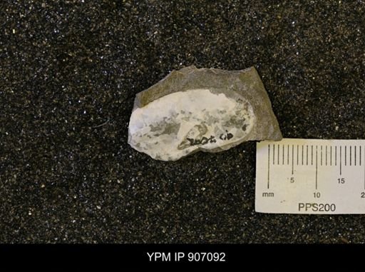 Pseudoptera sp.