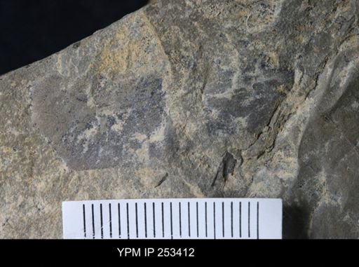 undet. Eurypterida