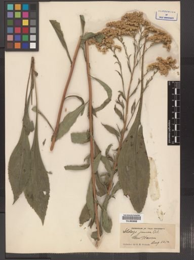 Solidago juncea