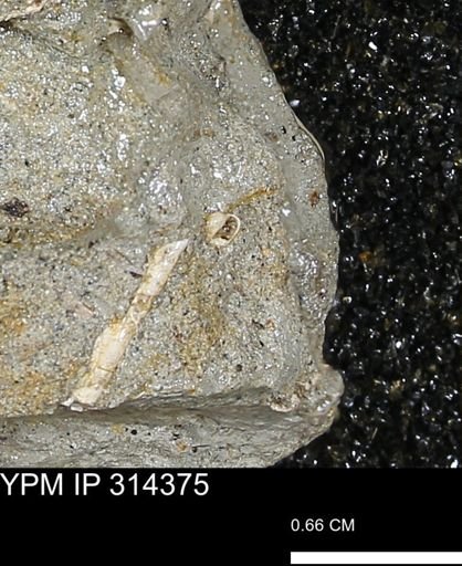 undet. Scaphopoda