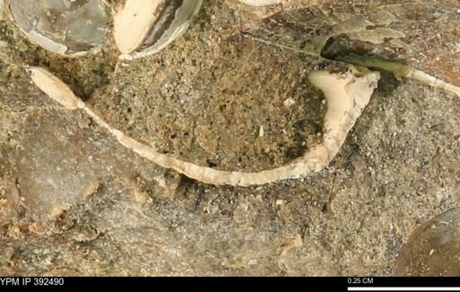 Protocardia subquadrata