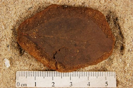 Angiospermopsida