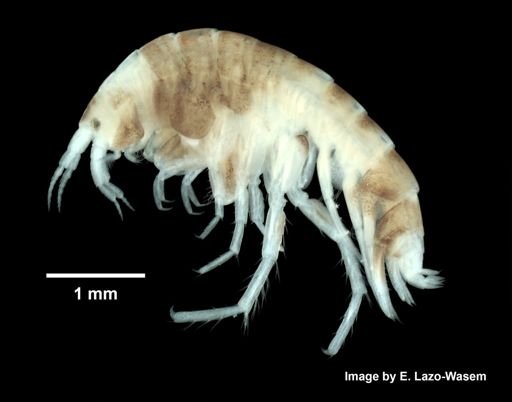 Idunella clymenellae