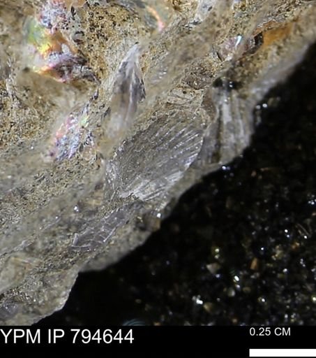 Oxytoma (Hypoxytoma) nebrascana
