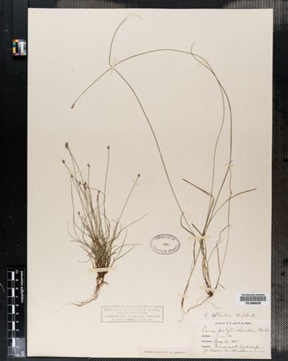 Carex leptalea
