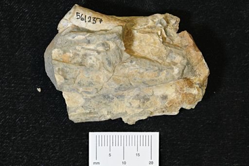 Baculites sp.