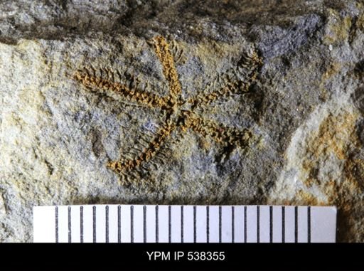 undet. Stelleroidea