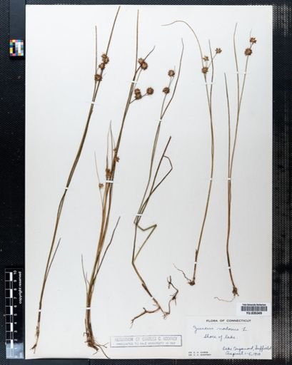 Juncus nodosus