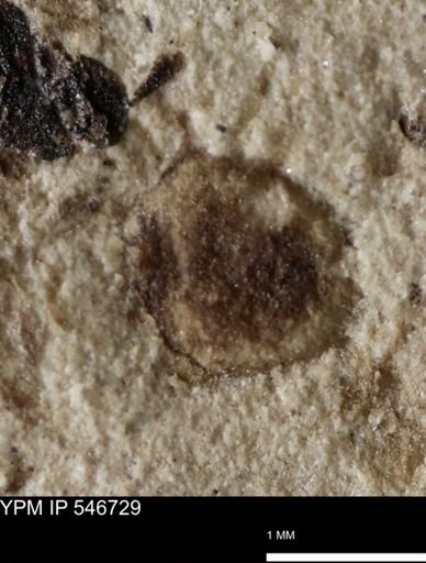 undet. Insecta