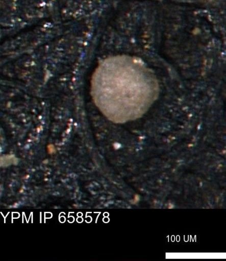 undet. Coccolthiophyceae