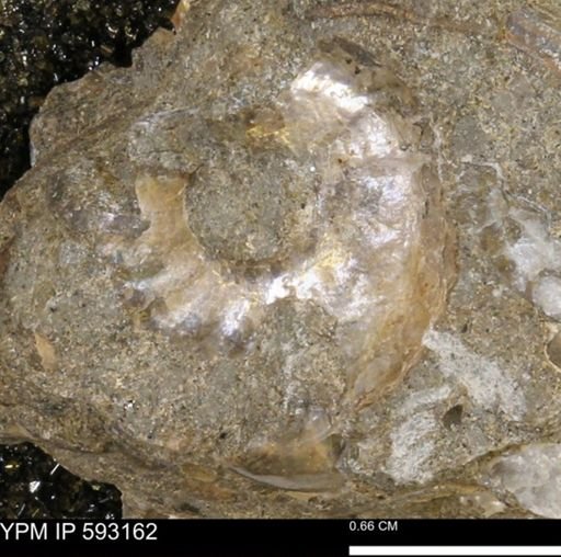 undet. Bivalvia