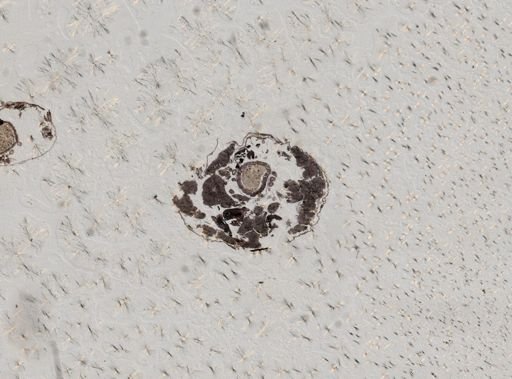 Microsporidia