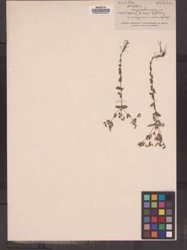 Hypericum mutilum