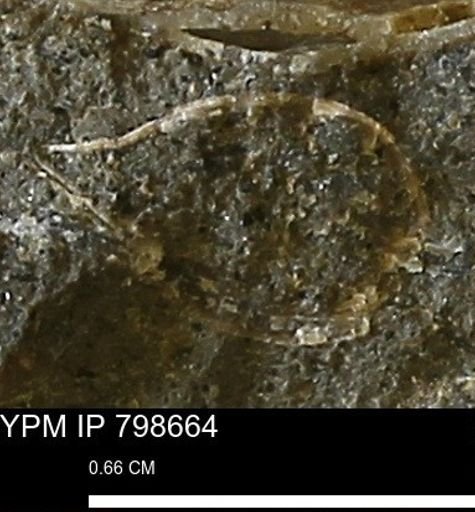 undet. Bivalvia