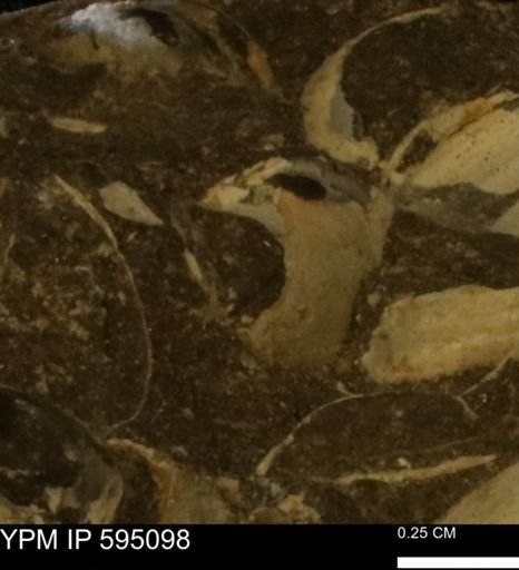 Protocardia sp.