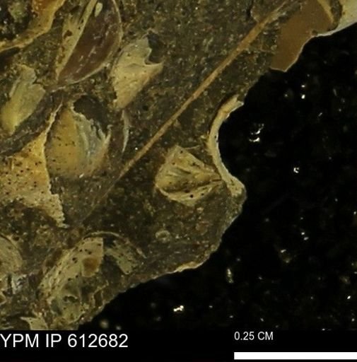 undet. Bivalvia