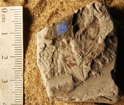 Tricalycites papyraceus