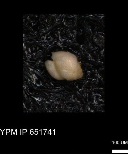 undet. Foraminiferida