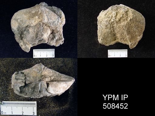 Gypospirifer sp.