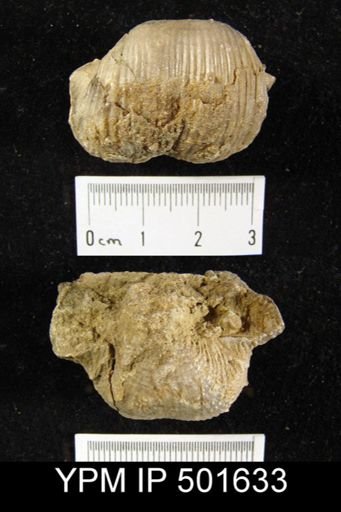 Marginifera lasallensis