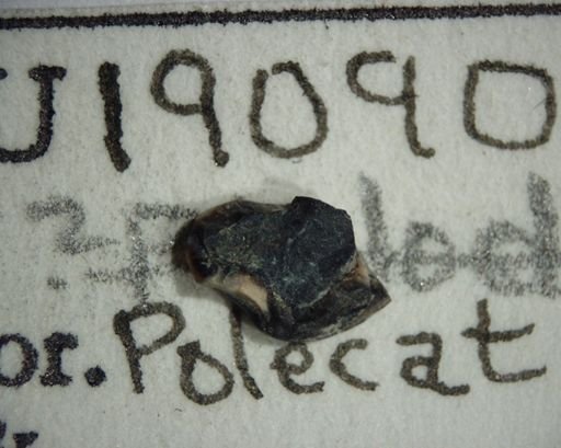 Prochetodon cavus