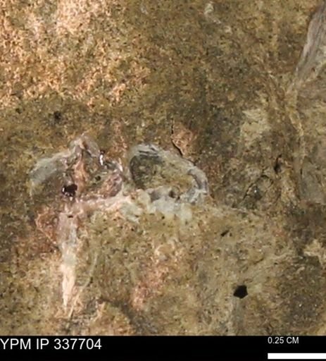 undet. Mollusca