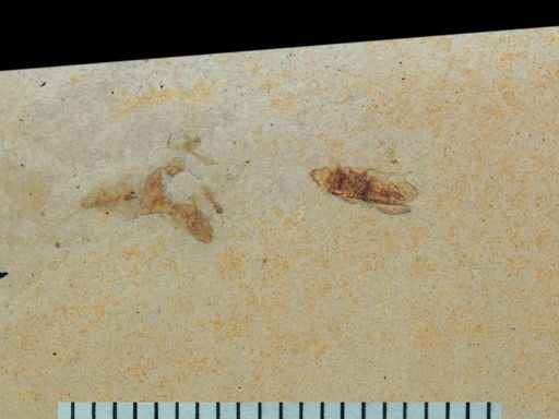 undet. Cicadellidae