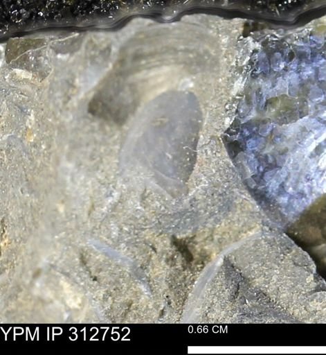 undet. Bivalvia