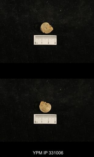 Trepospira sphaerulata