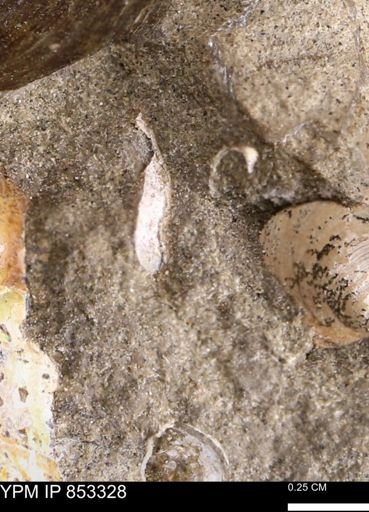 Limopsis striatopunctatus