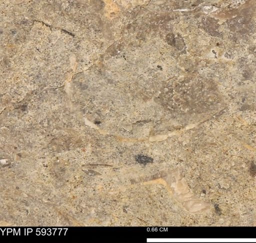 Baculites sp.