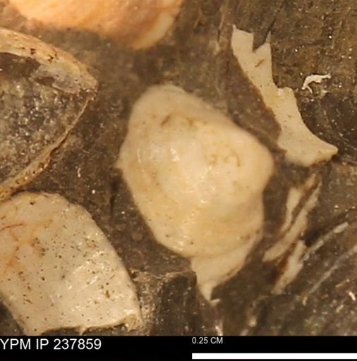 Limopsis striatopunctatus
