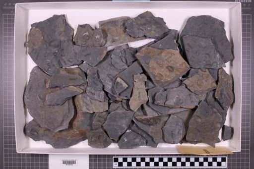 mixed taxa, stratigraphic collection