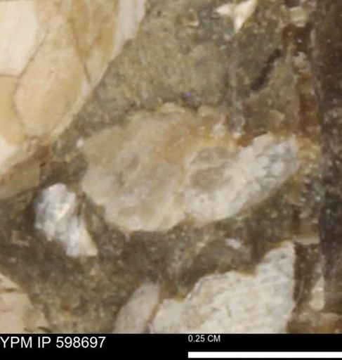 Mollusca