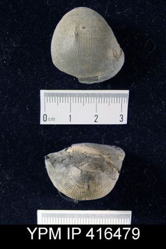 Linoproductus sp.