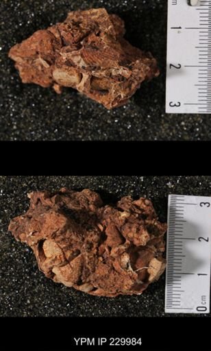 Neospirifer sp.