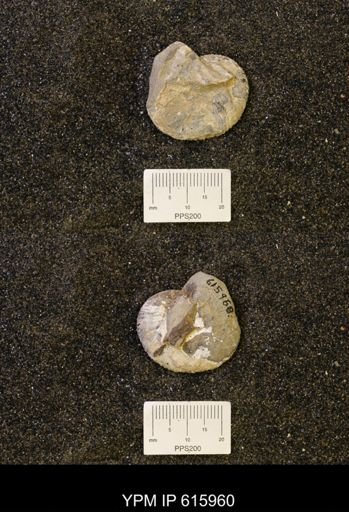 Hoploscaphites?