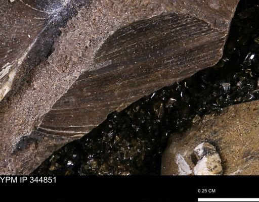 Limopsis striatopunctatus