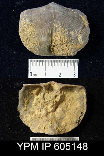 Hebertella sinuata